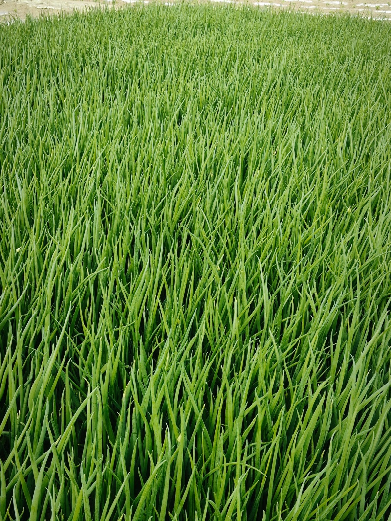 精品小葱四季小葱大量供应