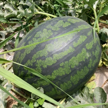 陕西幕田佳宝西瓜，大量供应，代发全国，保质保量