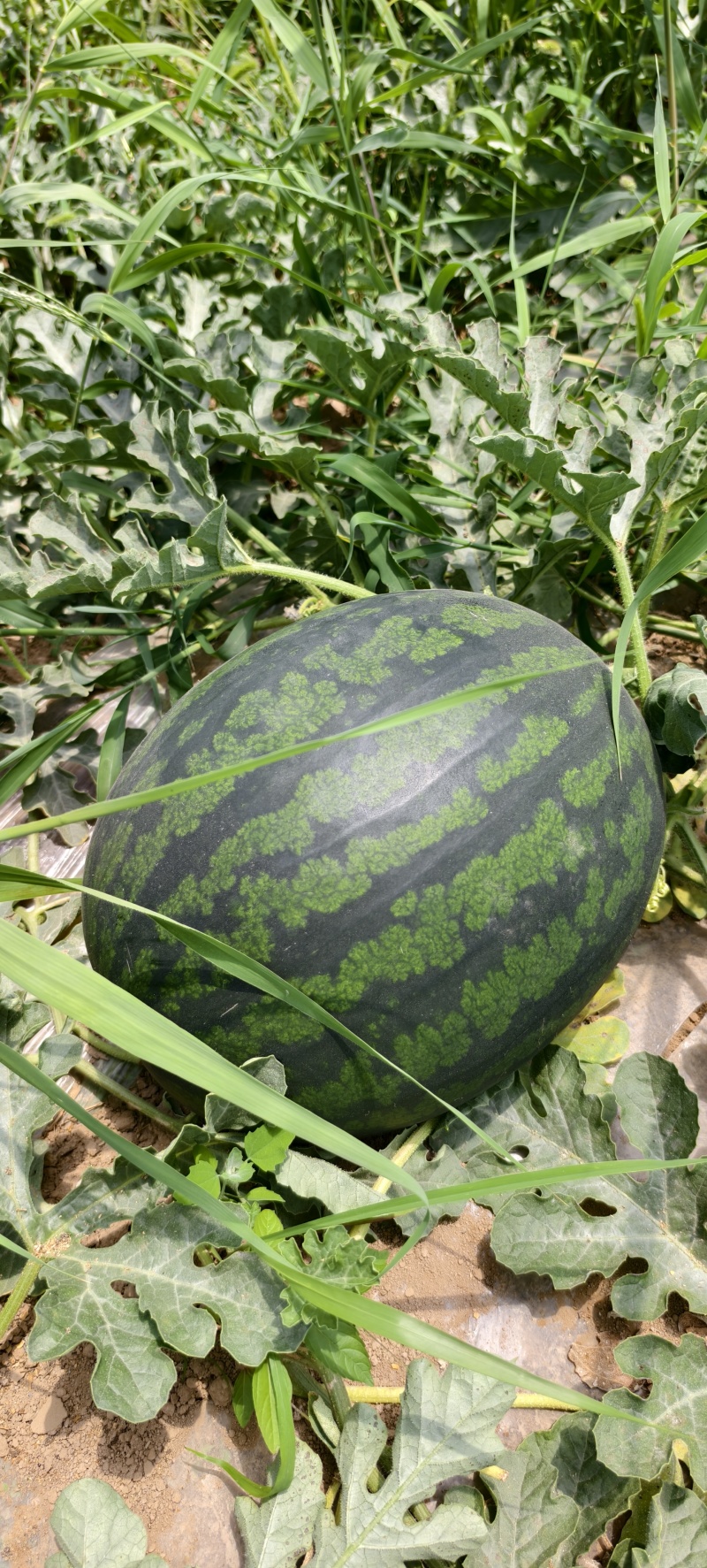 陕西幕田佳宝西瓜，大量供应，代发全国，保质保量