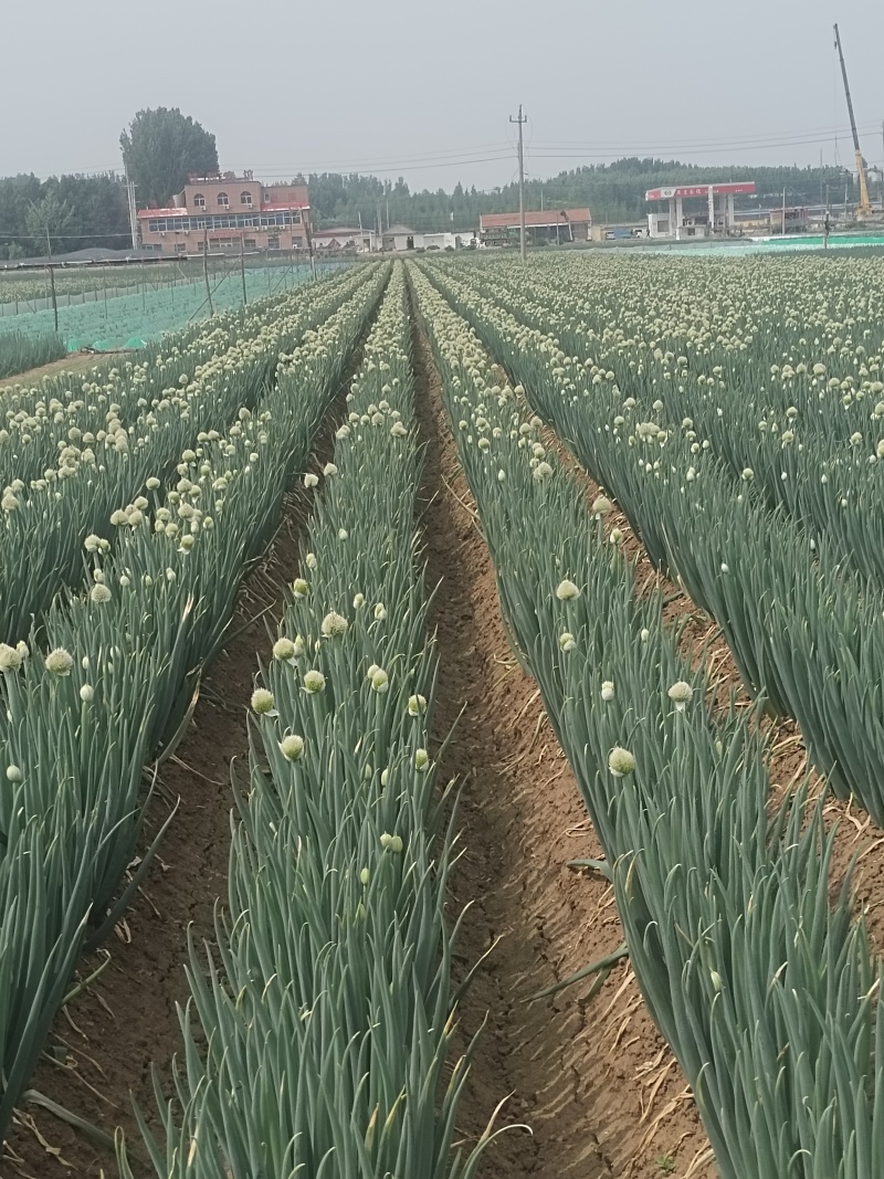 大量上市