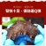 包邮)海参即食大连海参即食刺参海参独立包装辽参新鲜海参