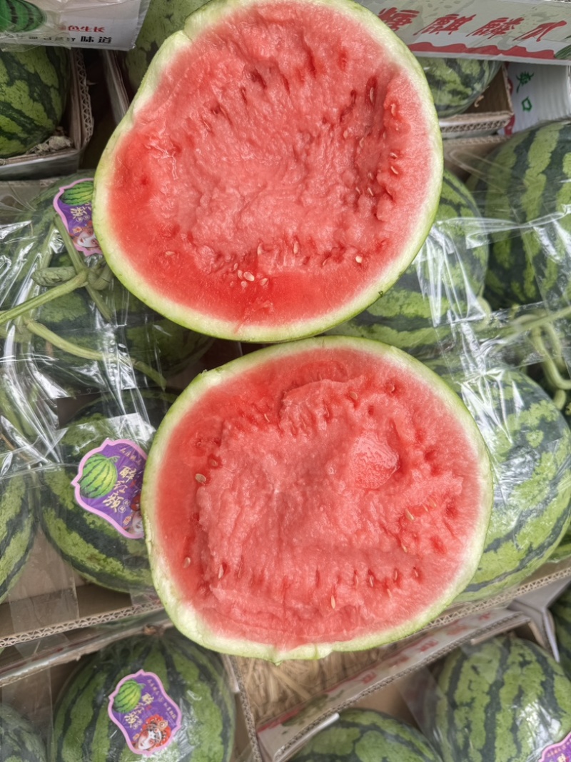 夏邑美都大量有货头茬现摘现发可视频看货