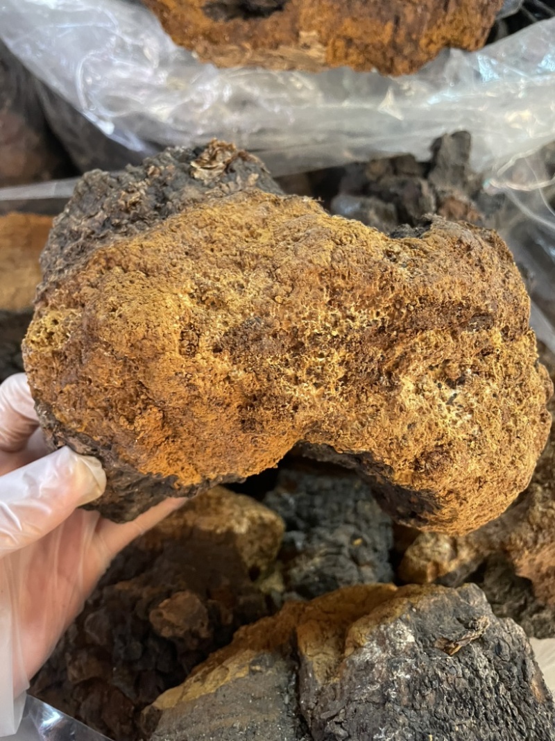 桦树茸桦褐孔菌中药材批发零售一手货源量大从优