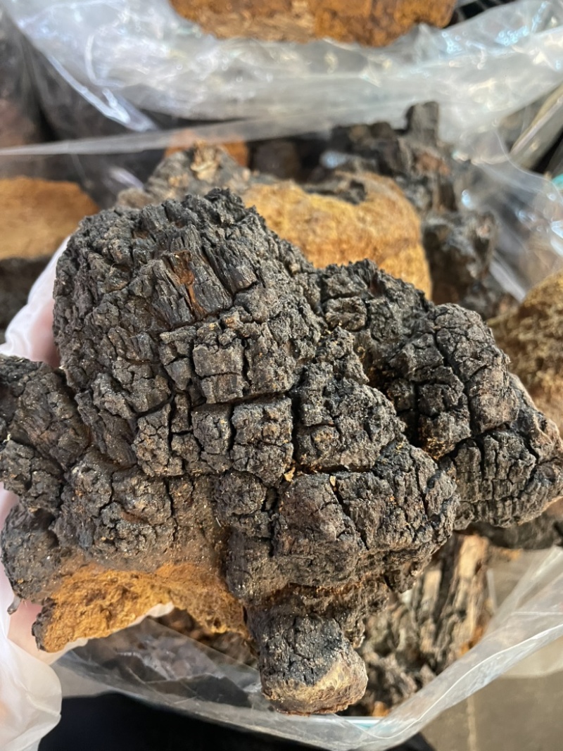 桦树茸桦褐孔菌中药材批发零售一手货源量大从优