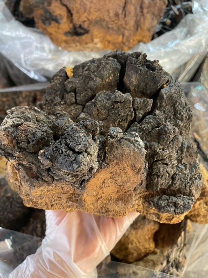 桦树茸桦褐孔菌中药材批发零售一手货源量大从优