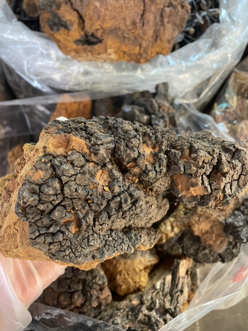 桦树茸桦褐孔菌中药材批发零售一手货源量大从优