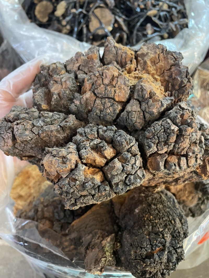 桦树茸桦褐孔菌中药材批发零售一手货源量大从优