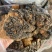 桦树茸桦褐孔菌中药材批发零售一手货源量大从优