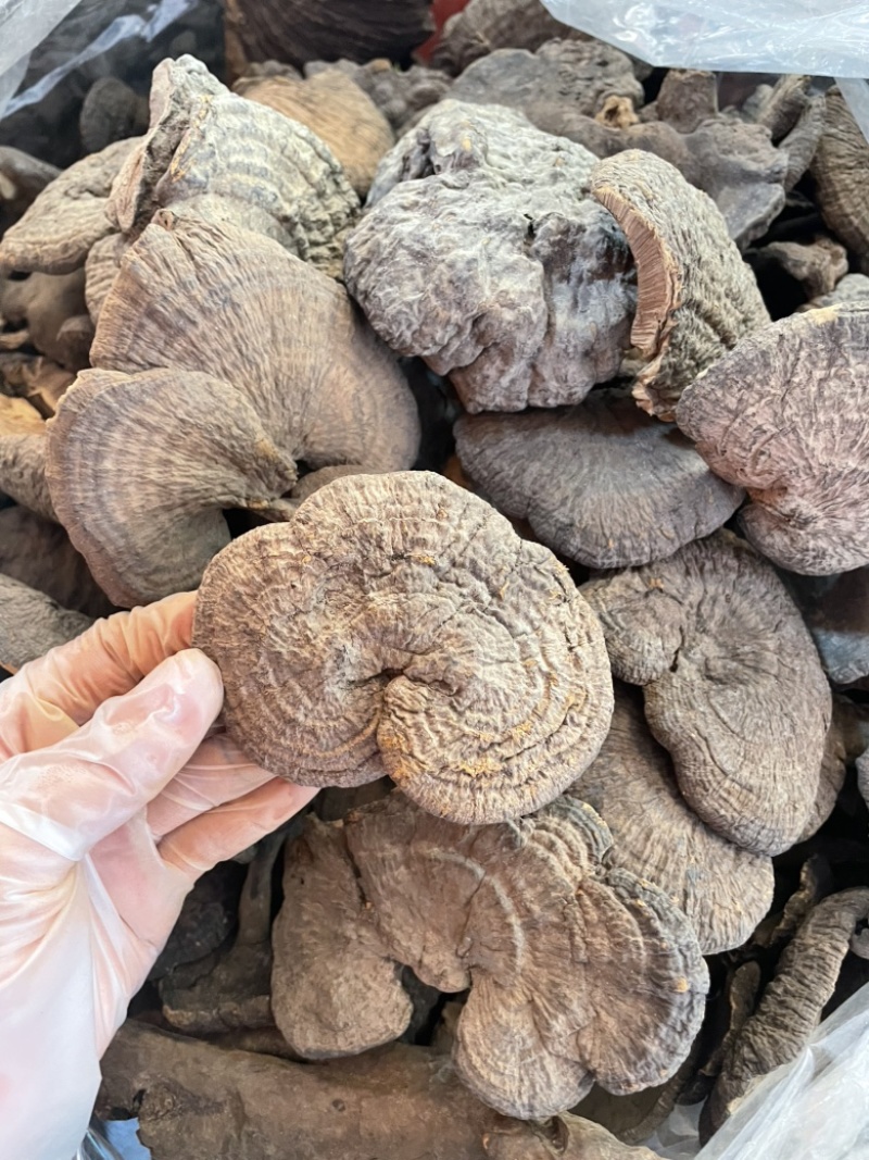 野生新货血灵芝香血灵芝黑肉灵芝质量保证一手货源