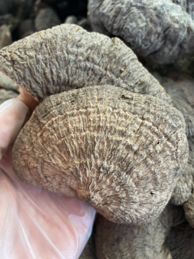 野生新货血灵芝香血灵芝黑肉灵芝质量保证一手货源