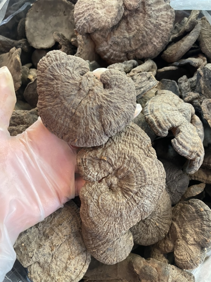 野生新货血灵芝香血灵芝黑肉灵芝质量保证一手货源