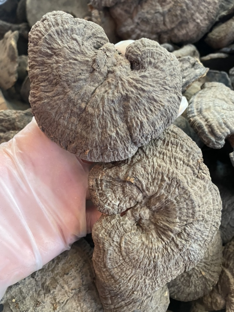 野生新货血灵芝香血灵芝黑肉灵芝质量保证一手货源