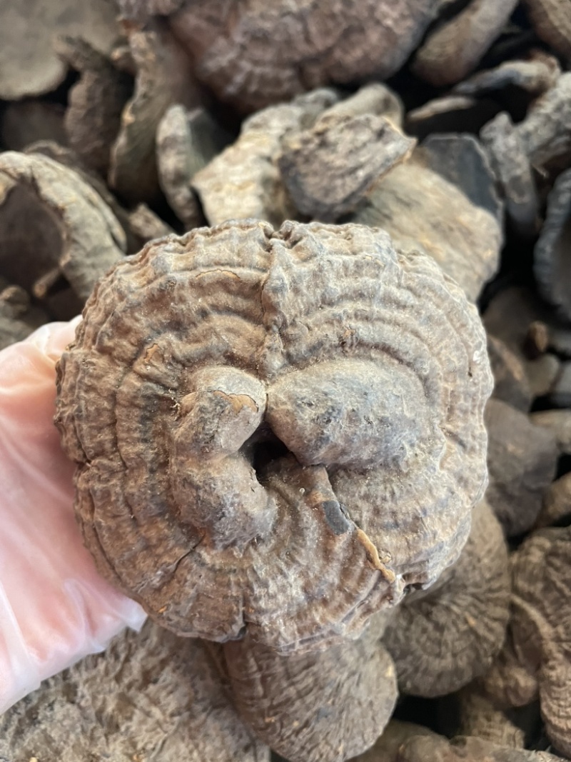 野生新货血灵芝香血灵芝黑肉灵芝质量保证一手货源