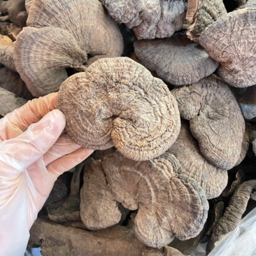 野生新货血灵芝香血灵芝黑肉灵芝质量保证一手货源