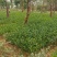 小叶栀子花
