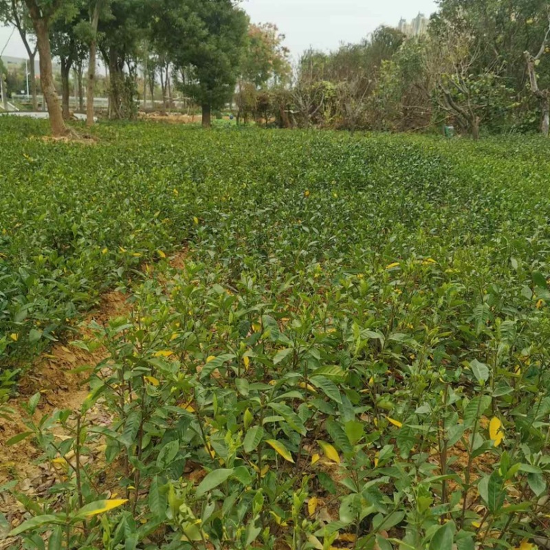 小叶栀子花