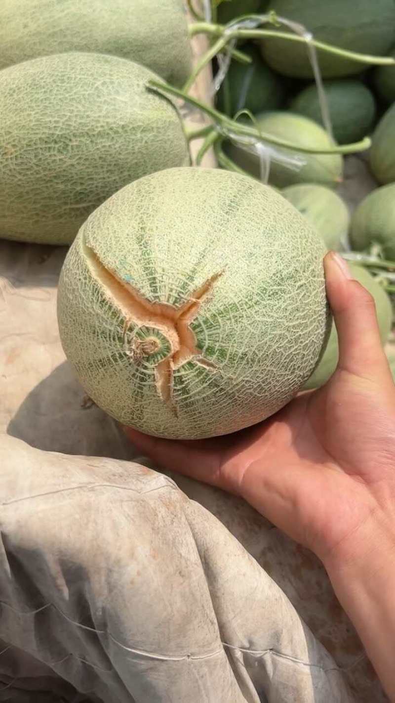 晓密25号哈密瓜，山东青州，产地直发货量充足，可视频看货