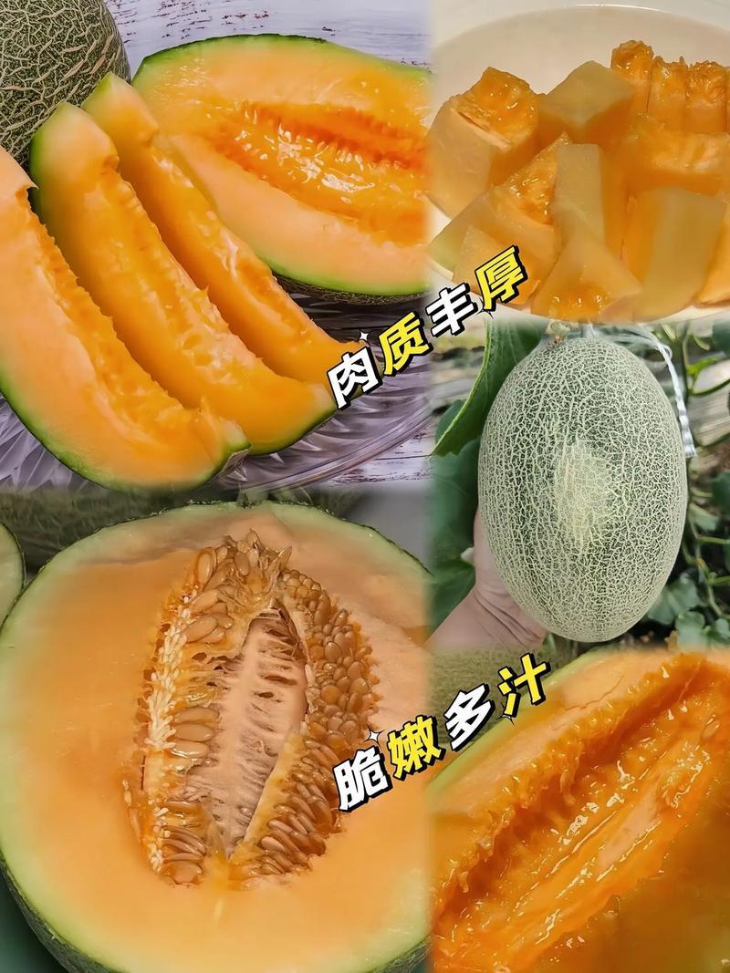 晓密25号哈密瓜，山东青州，产地直发货量充足，可视频看货