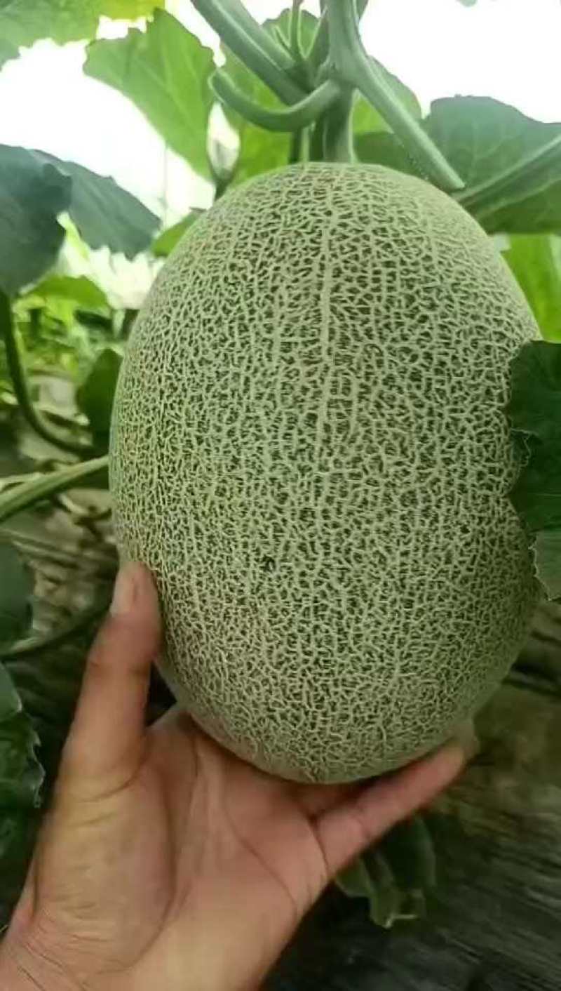 晓密25号哈密瓜，山东青州，产地直发货量充足，可视频看货