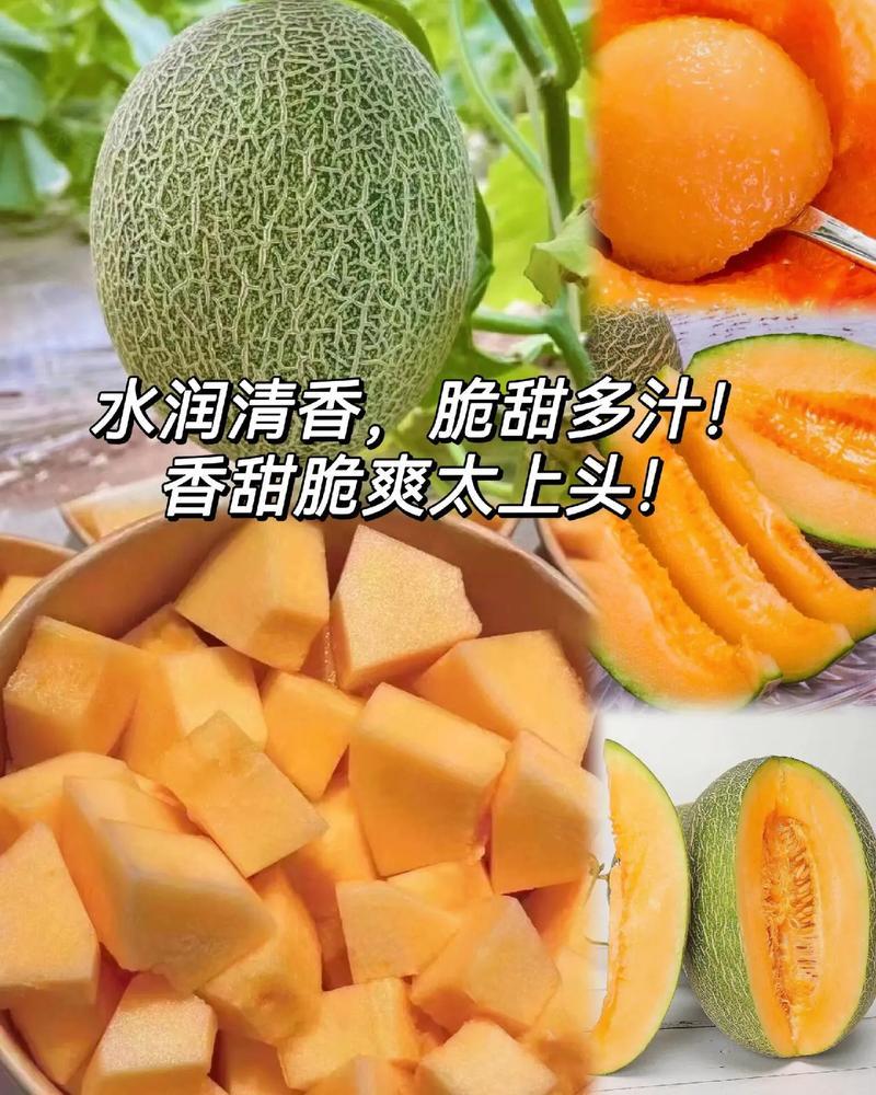 晓密25号哈密瓜，山东青州，产地直发货量充足，可视频看货