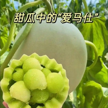 玉菇甜瓜,山东潍坊青州,产地直供,货量充足,视频看货
