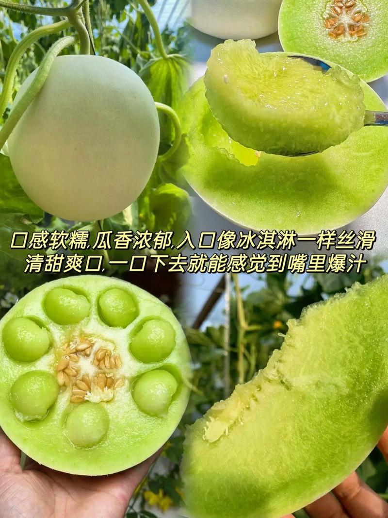 玉菇甜瓜，山东潍坊青州，产地直供，货量充足，视频看货