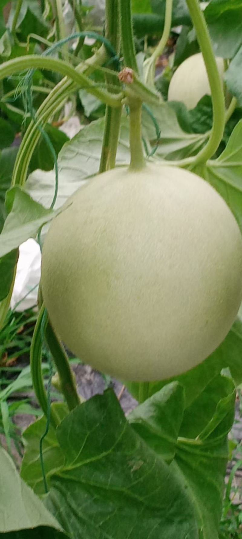 玉菇甜瓜，山东潍坊青州，产地直供，货量充足，视频看货