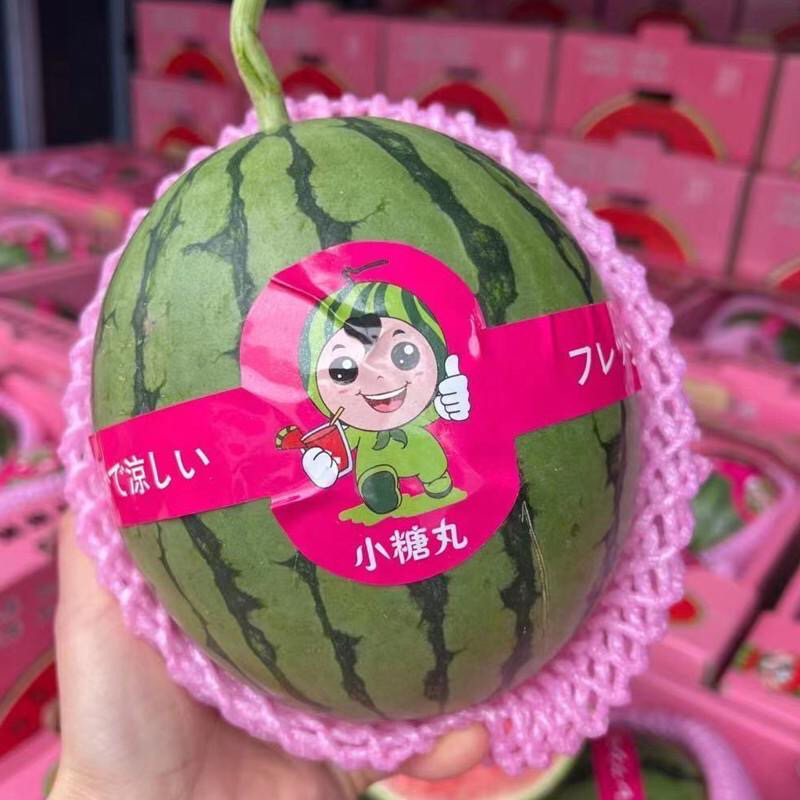 小糖丸西瓜，产地直供，全国无死角代办，货量充足可视频看货