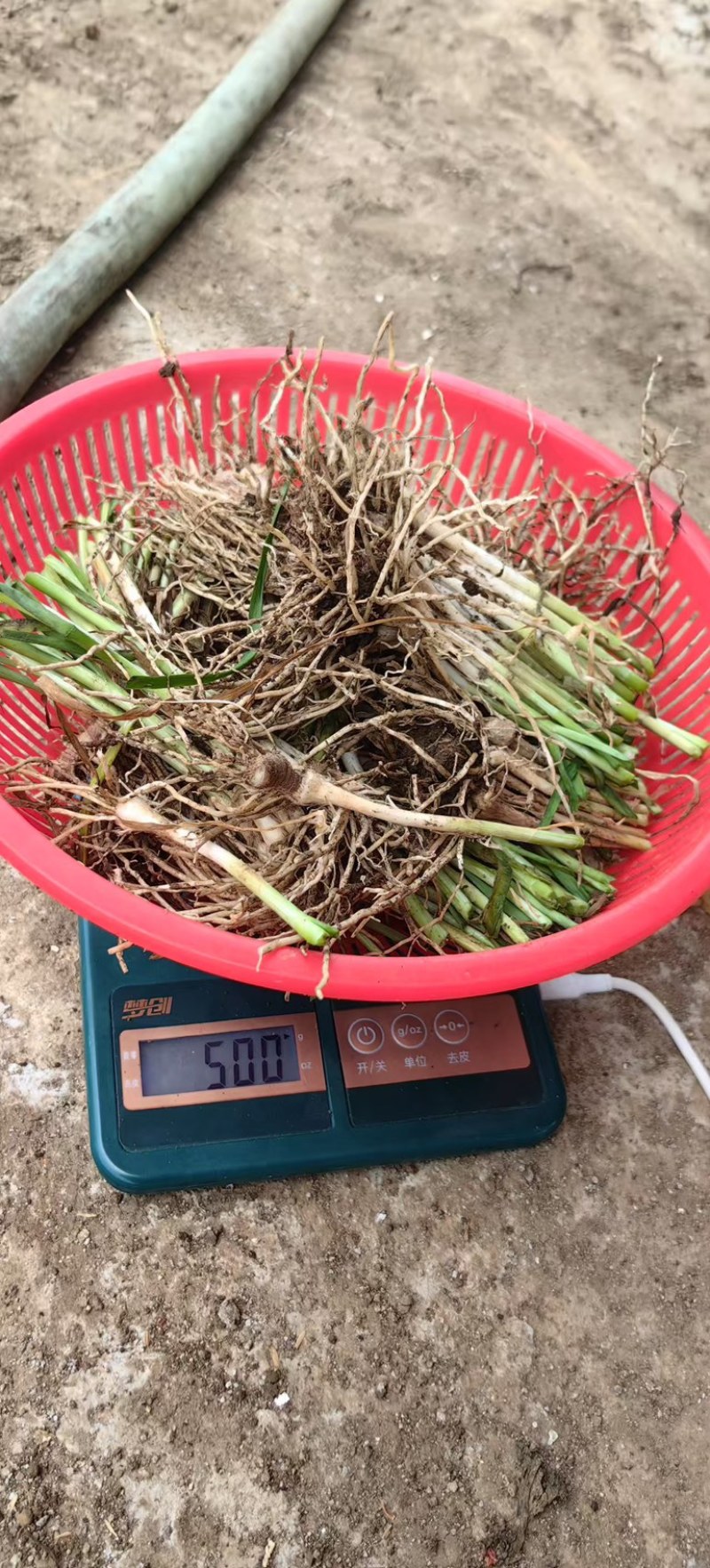 不休眠根粗苗壮韭菜苗现苗直发量大从优