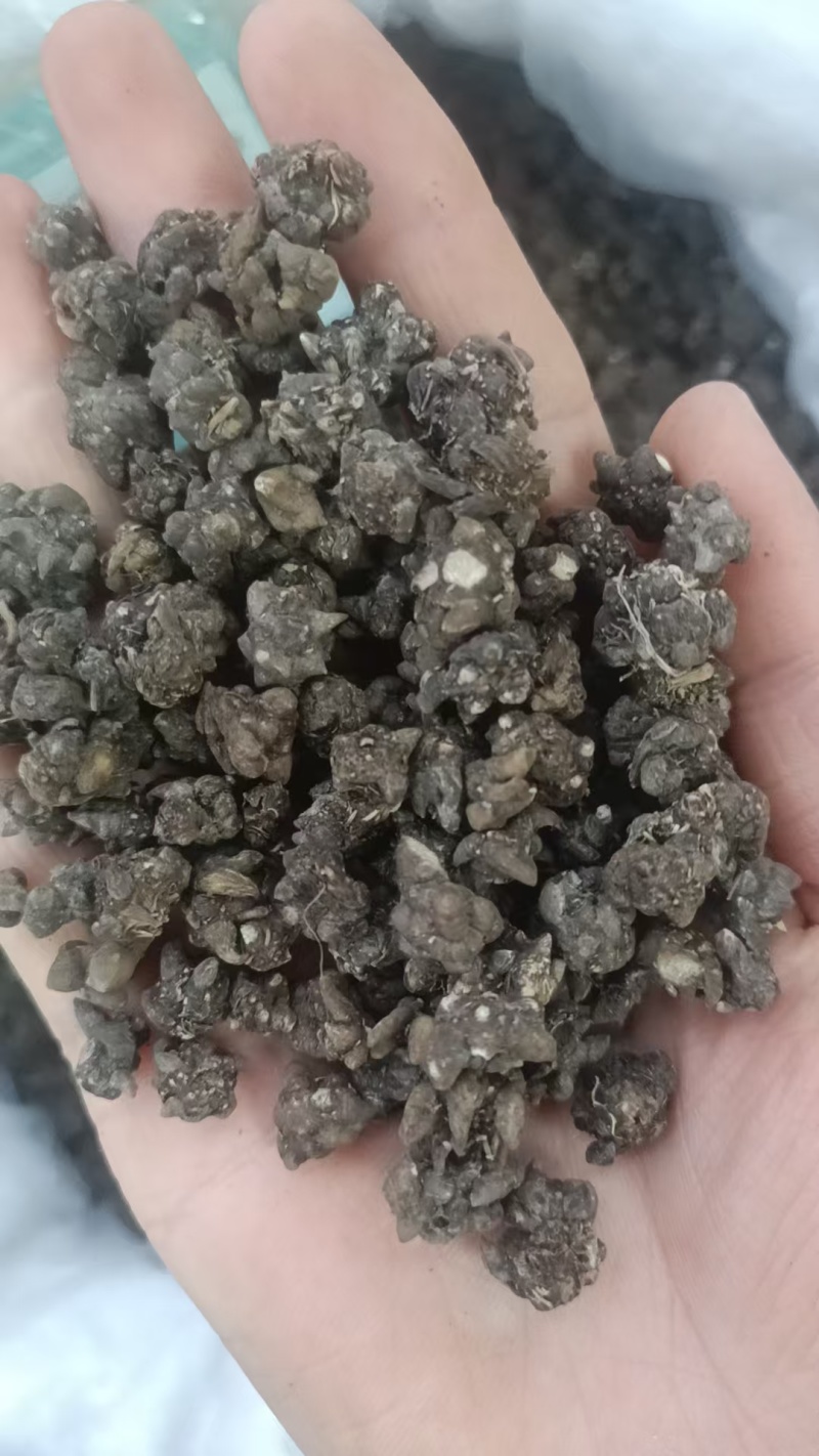 猫爪草批发500克中药材原料批发无硫***结节消