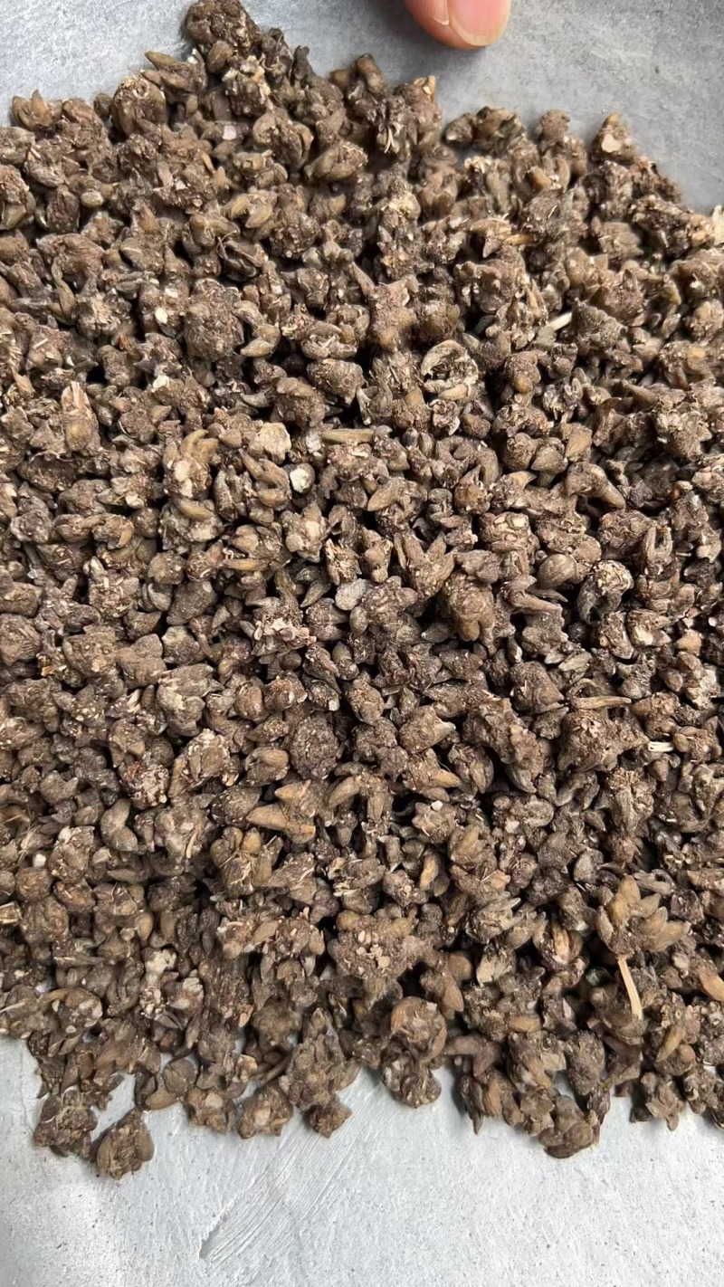 猫爪草批发500克中药材原料批发无硫***结节消