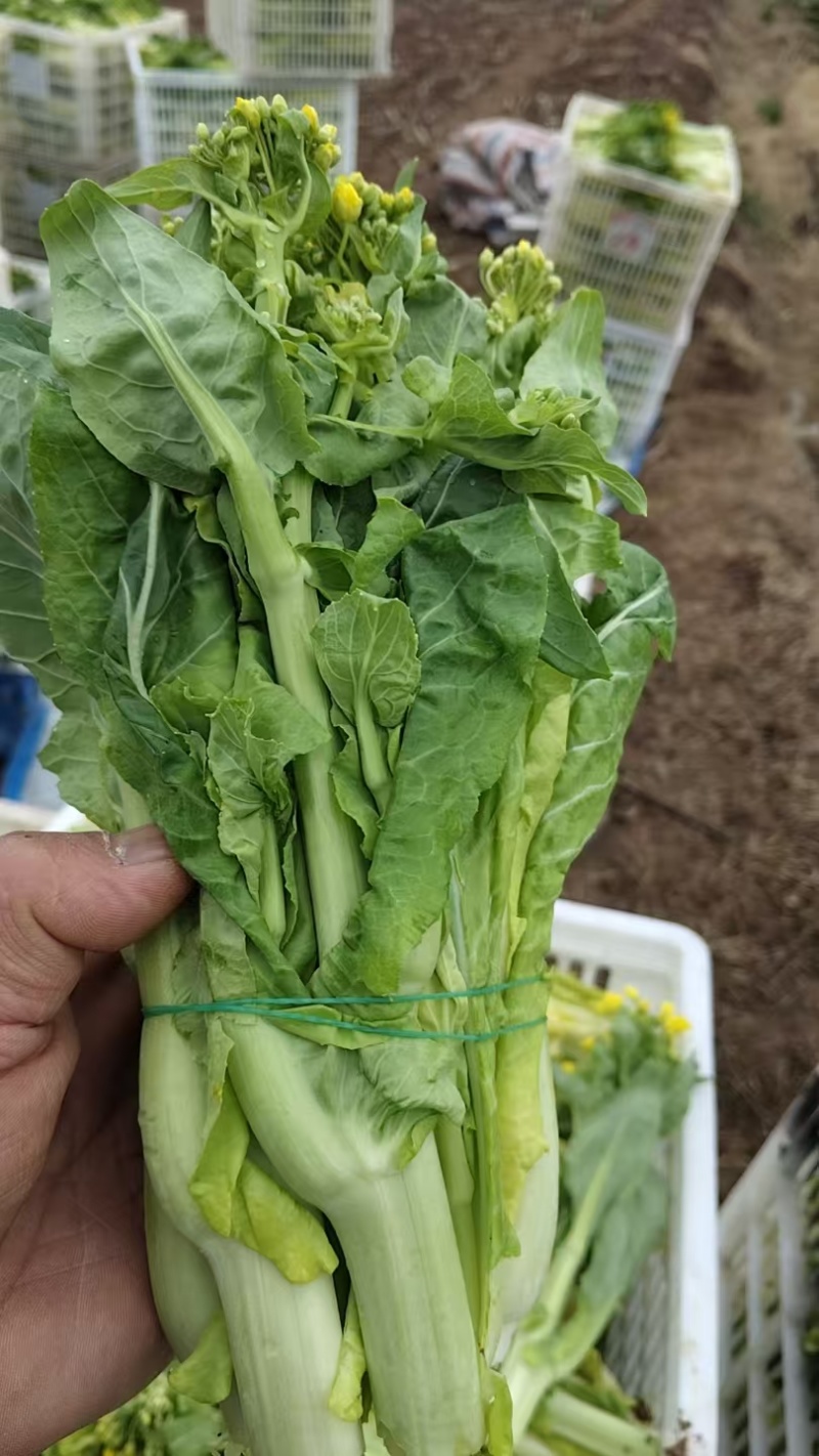 白菜苔，大量供应中，保质保量，欢迎订购。