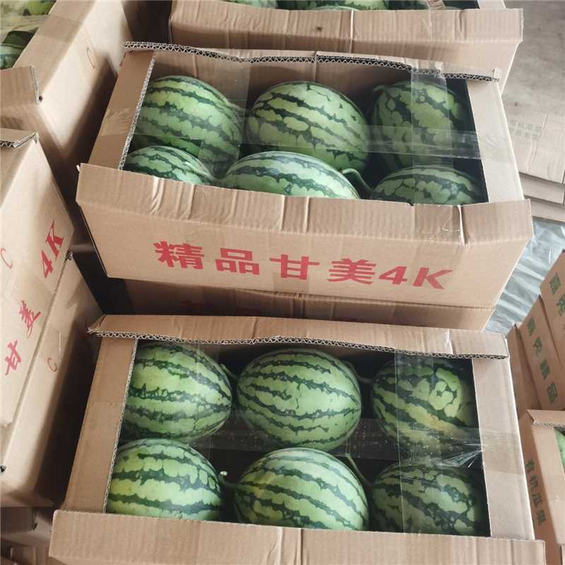 甘美4K西瓜大量供应基地货源全国发货欢迎电话咨询