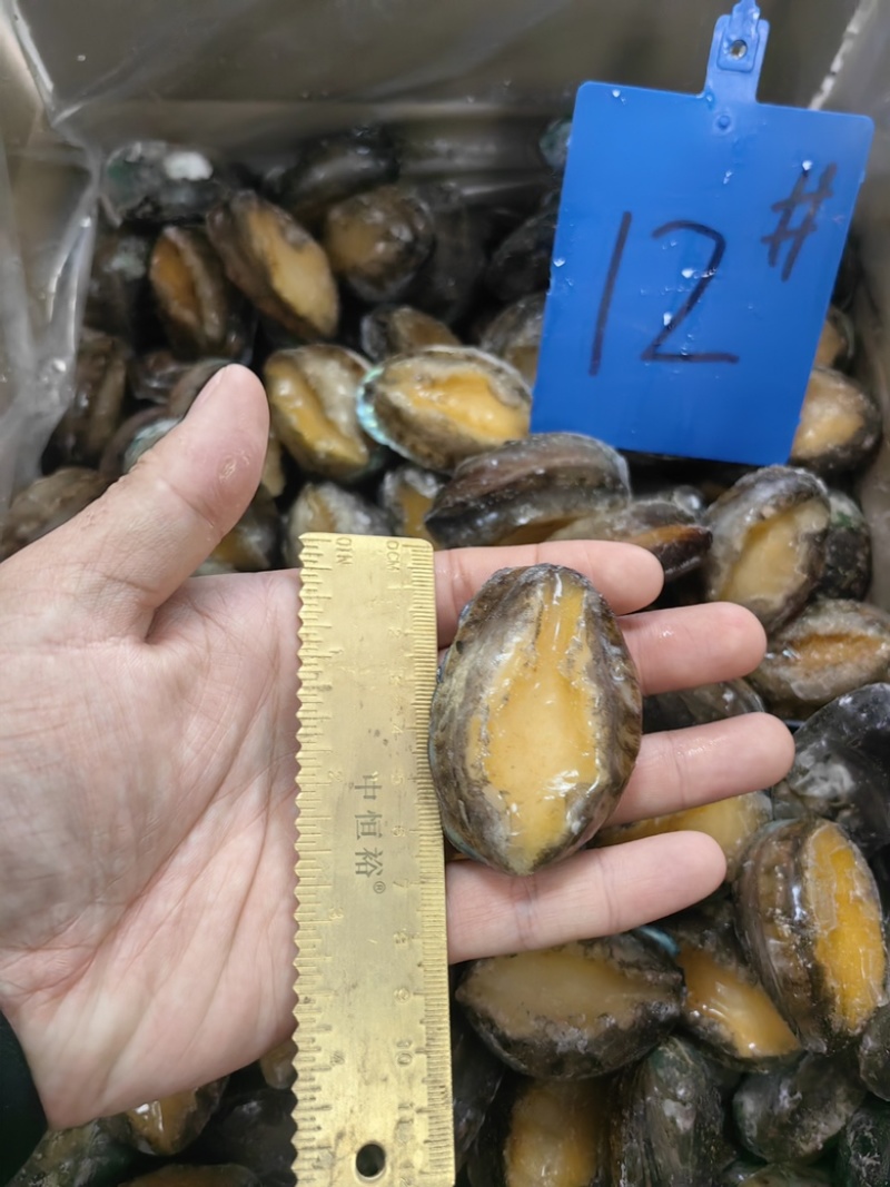 鲍鱼新鲜活冻鲍鱼12头供应餐饮酒店佛跳食材批发