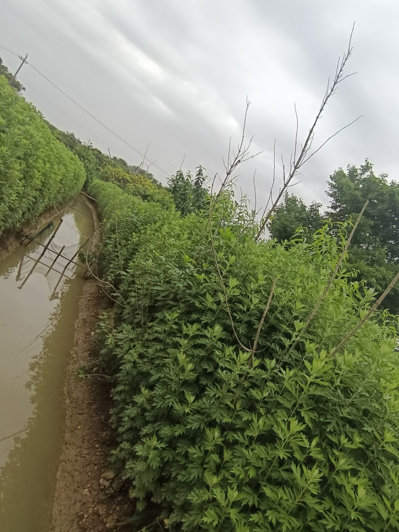 四川省成都市新都区石板滩街道兴宁村2组