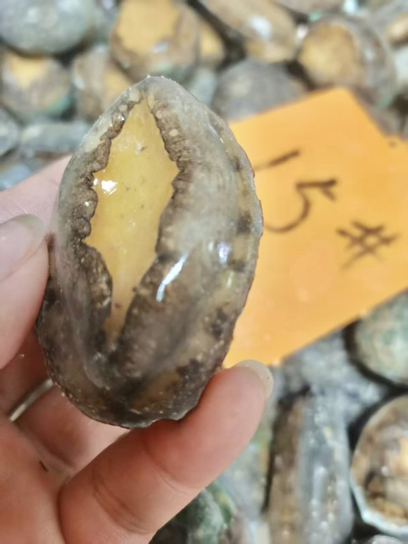活冻鲍鱼15头佛跳墙材料供应酒店餐饮厂家一手货源