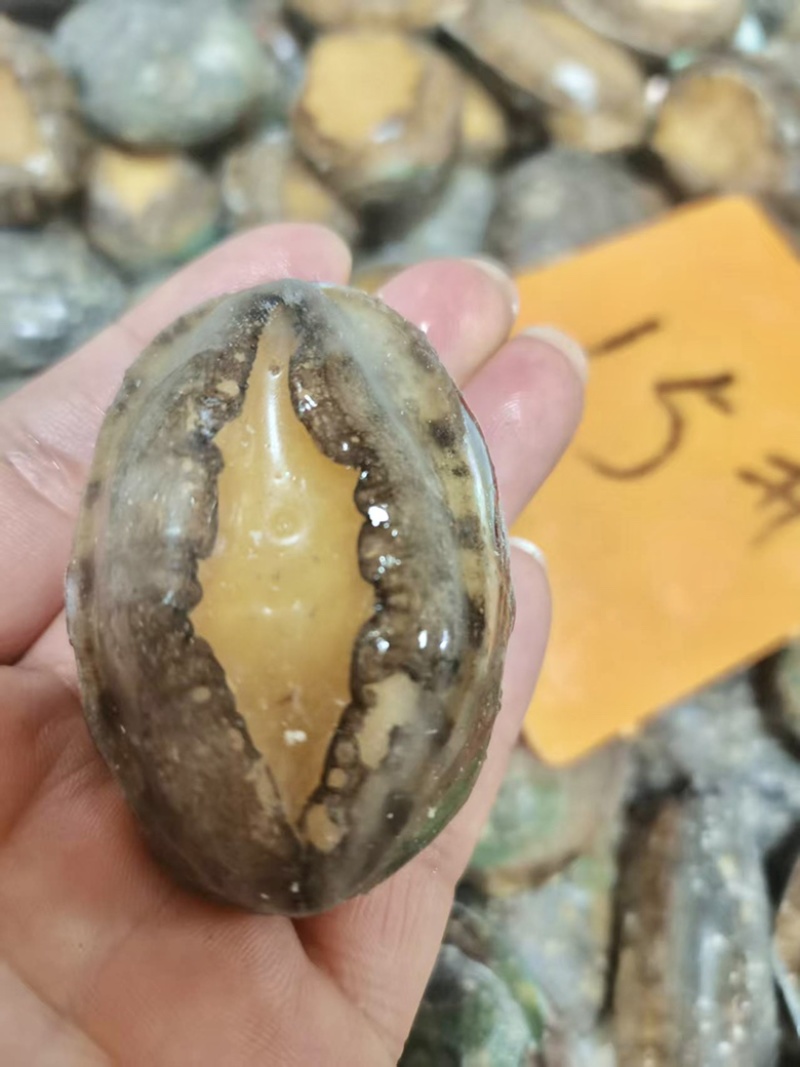 活冻鲍鱼15头佛跳墙材料供应酒店餐饮厂家一手货源