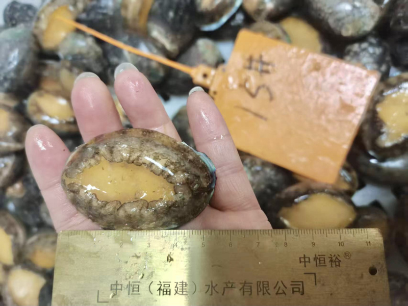活冻鲍鱼15头佛跳墙材料供应酒店餐饮厂家一手货源