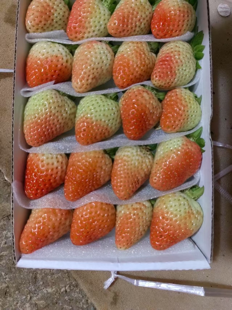 云南四季草莓蒙特瑞草莓基地直供货源充足供商超市场