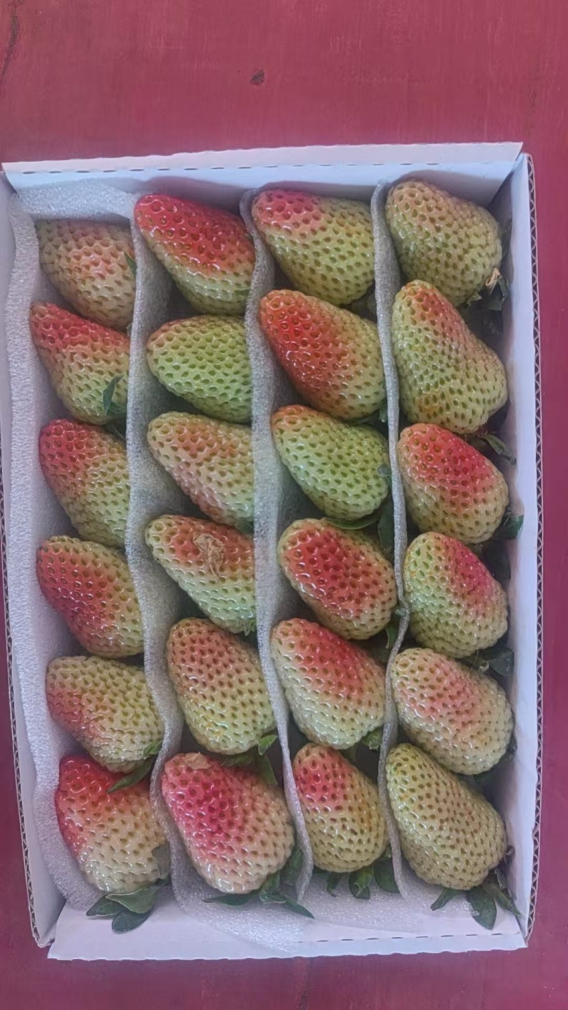 云南四季草莓蒙特瑞草莓基地直供货源充足供商超市场