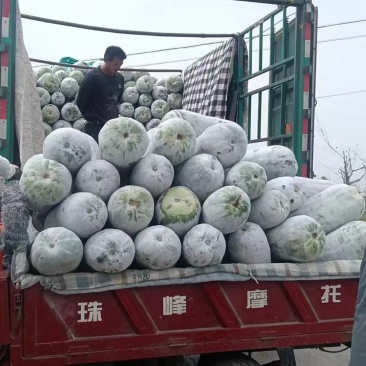 海南文昌。做瓜大量有货。