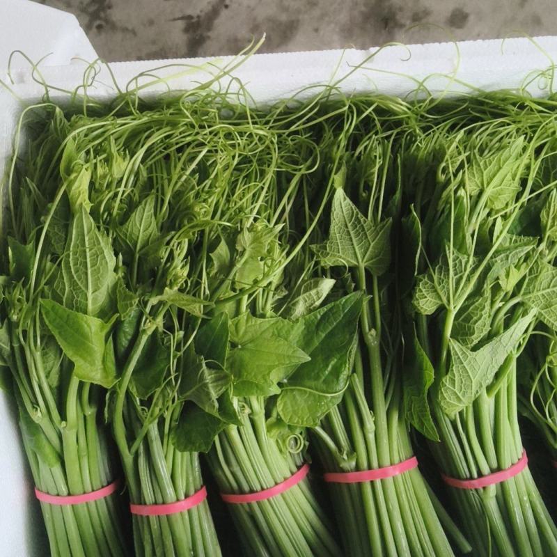 佛手瓜苗龙须菜