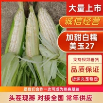 加甜糯美玉27大产区一手货源产地直供可助调车