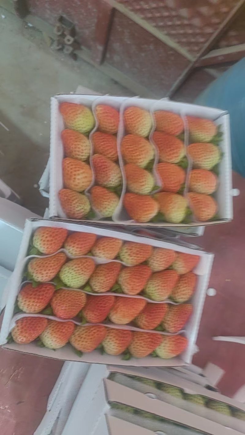云南夏季草莓蒙特瑞草莓基地直供买一件多送一盒