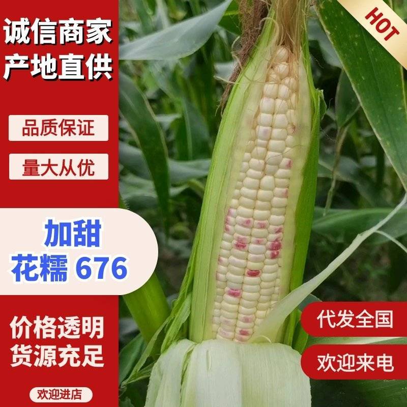 四川花甜糯676932产地直供货源充足可助调车