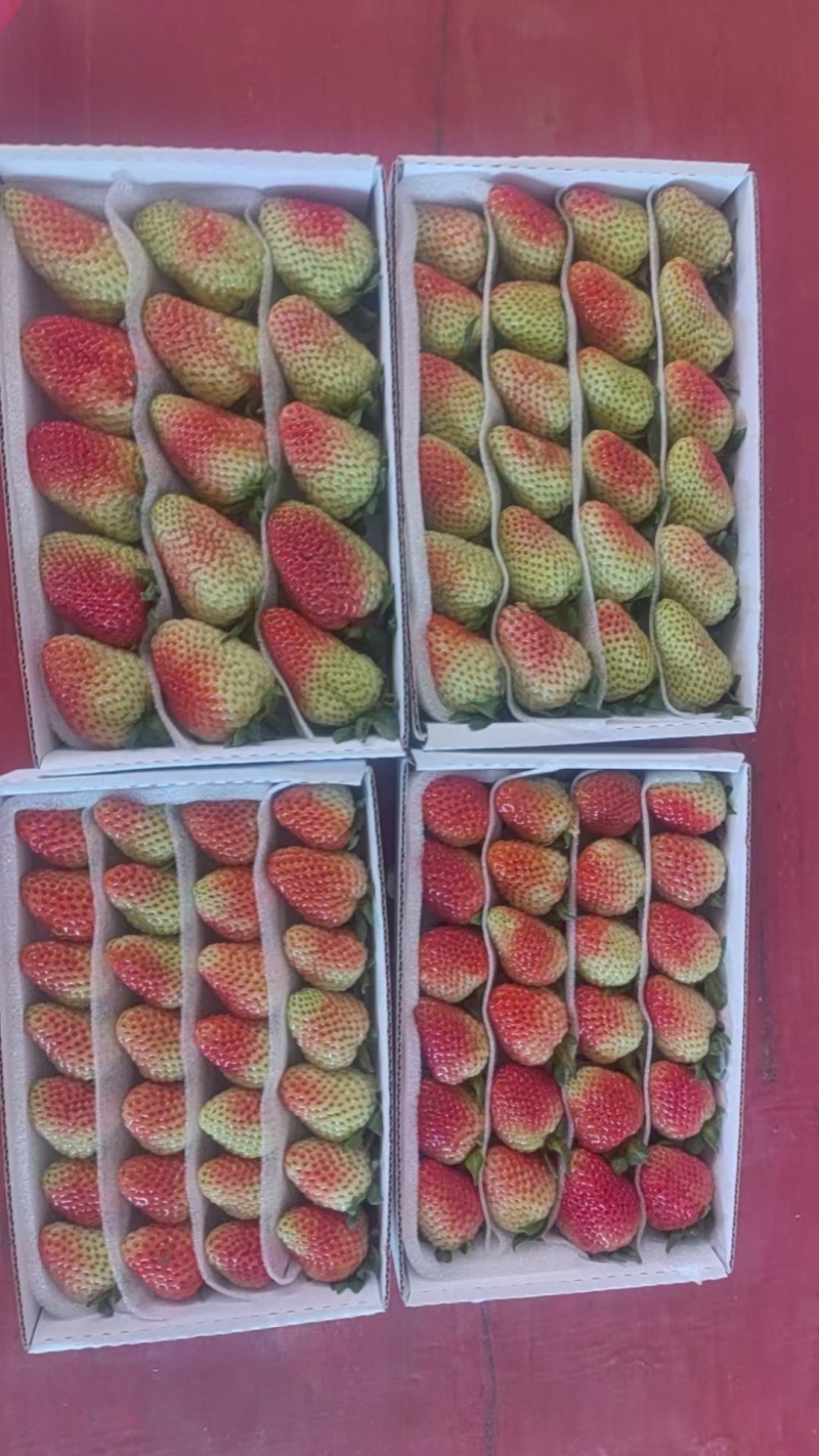 云南夏季草莓蒙特瑞草莓基地直供买一件多送一盒