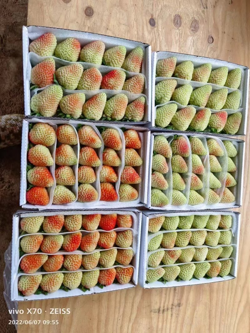 云南夏季草莓蒙特瑞草莓基地直供买一件多送一盒