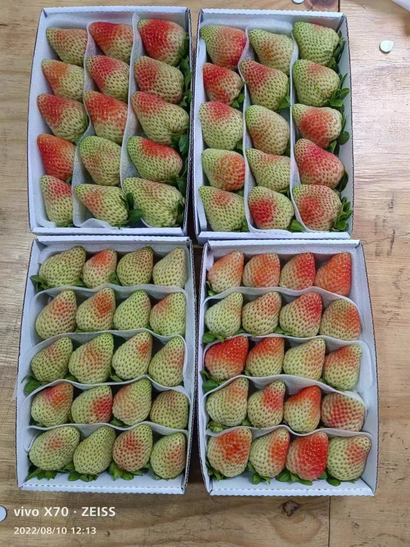 云南夏季草莓蒙特瑞草莓基地直供买一件多送一盒