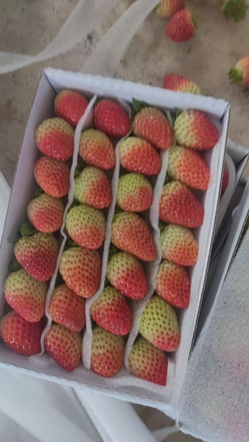 云南夏季草莓蒙特瑞草莓基地直供买一件多送一盒