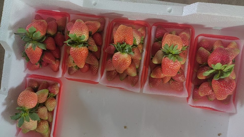 云南夏季草莓蒙特瑞草莓基地直供买一件多送一盒